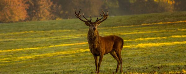 Un cerf - Sputnik Afrique