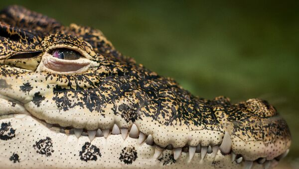 Crocodile - Sputnik Afrique