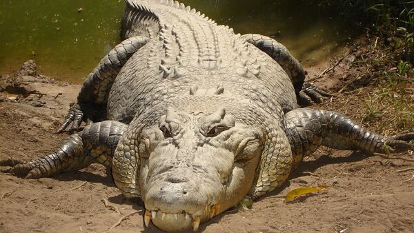 crocodile - Sputnik Afrique
