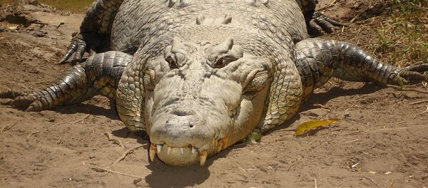 crocodile - Sputnik Afrique