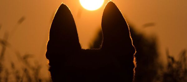 Un malinois, image d'illustration - Sputnik Afrique