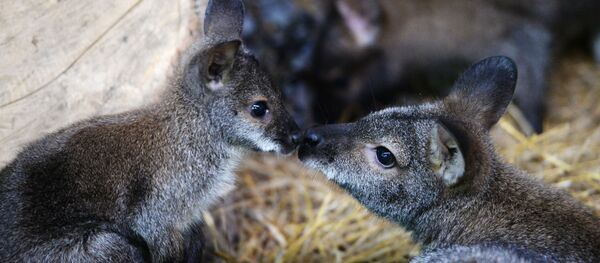 Kangourous au zoo d'Ekaterinbourg Kangourous au zoo d'Ekaterinbourg - Sputnik Afrique