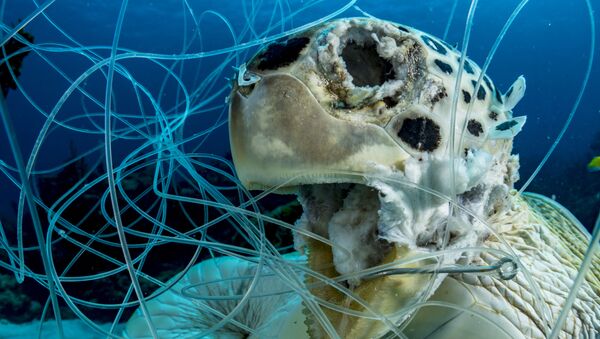 L’art de la photographie sous-marine: les gagnants du concours  Ocean Art Underwater Photo Competition 2019
 - Sputnik Afrique
