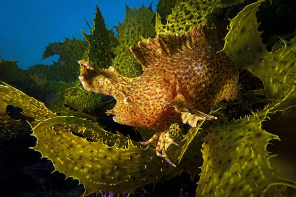 L’art de la photographie sous-marine: les gagnants du concours  Ocean Art Underwater Photo Competition 2019
 - Sputnik Afrique