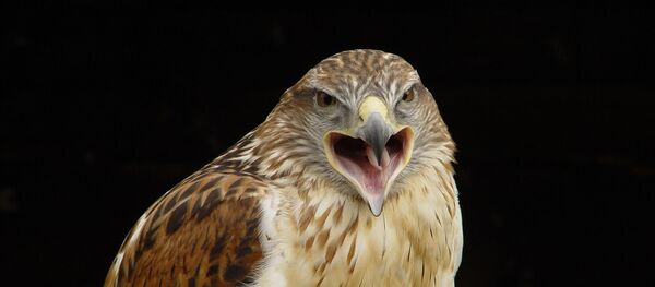 Un faucon - Sputnik Afrique