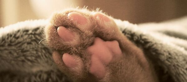 Un chat, image d'illustration - Sputnik Afrique