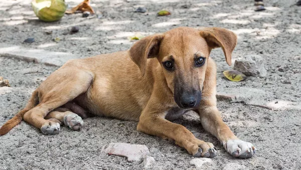 un chien errant - Sputnik Afrique