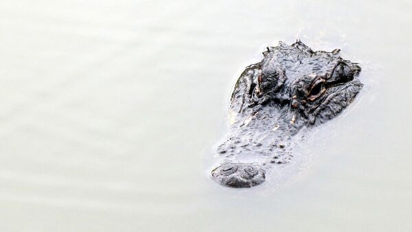 Un crocodile - Sputnik Afrique