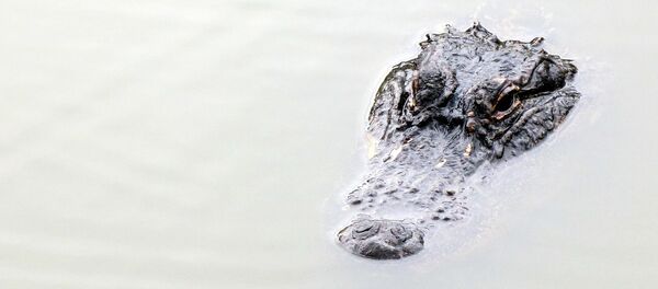 Un crocodile - Sputnik Afrique