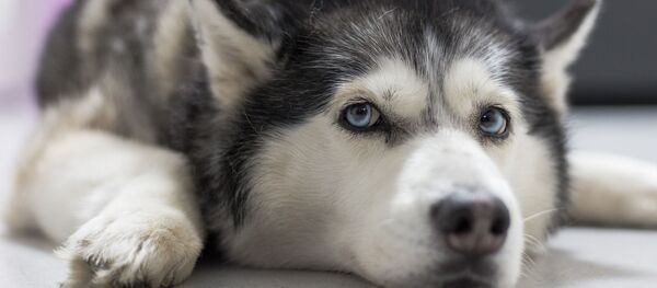 Husky - Sputnik Afrique