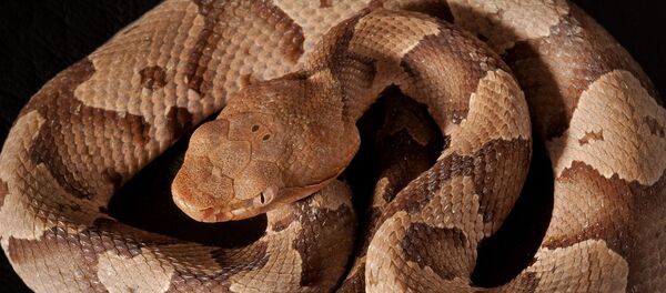 Un mocassin à tête cuivrée - Sputnik Afrique