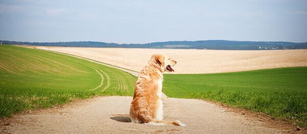 Golden retriever - Sputnik Afrique