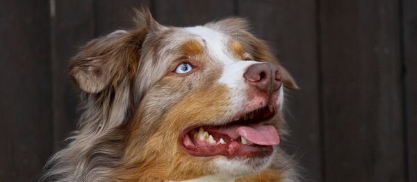 Un berger australien miniature - Sputnik Afrique