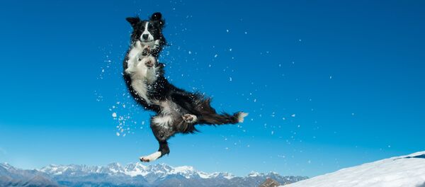 Il n’y a jamais trop de neige: images amusantes d’animaux de compagnie en hiver
 - Sputnik Afrique