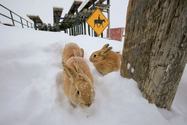 Il n’y a jamais trop de neige: images amusantes d’animaux de compagnie en hiver
 - Sputnik Afrique