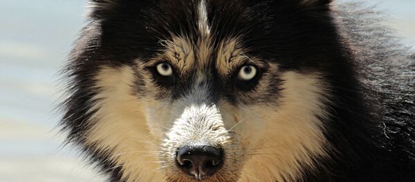 Un husky - Sputnik Afrique