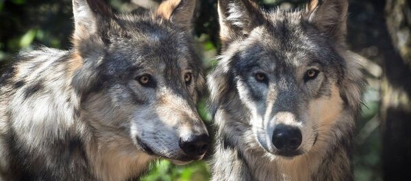 Loups Loups - Sputnik Afrique