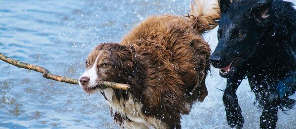 Des chiens - Sputnik Afrique
