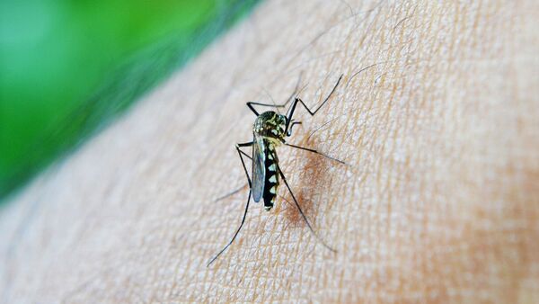 moustique Aedes aegypti - Sputnik Afrique
