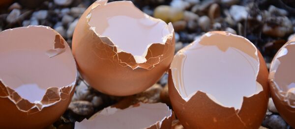 Des œufs  - Sputnik Afrique