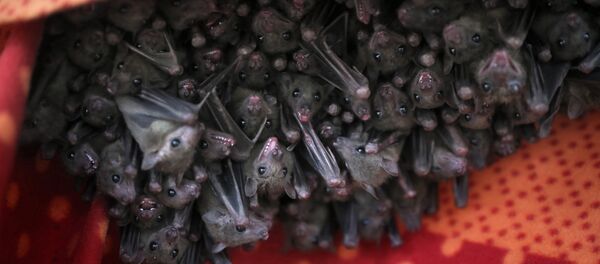 Des chauves-souris (image d'illustration) - Sputnik Afrique