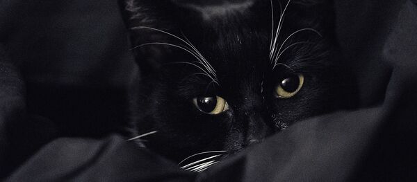 Un chat noir et blanc - Sputnik Afrique