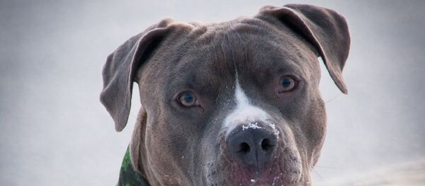 Un chien - Sputnik Afrique