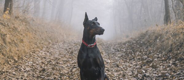 Un dobermann - Sputnik Afrique