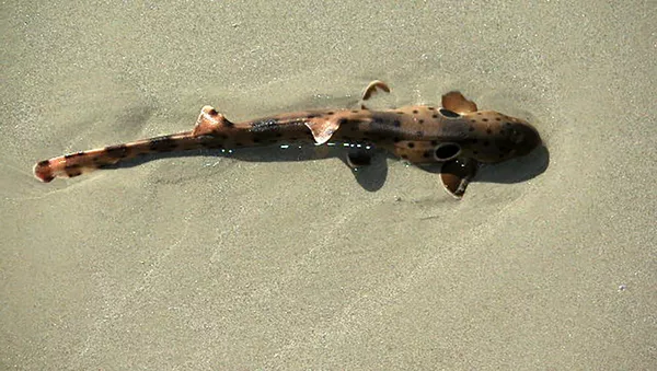 Requin-chabot ocellé - Sputnik Afrique
