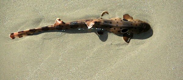  Requin-chabot ocellé - Sputnik Afrique