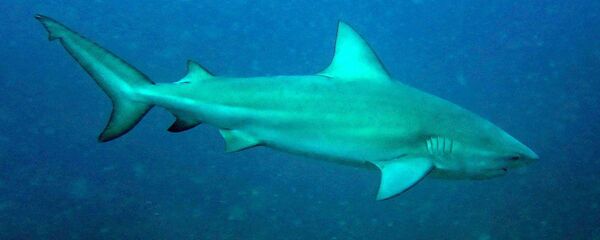 Un requin, image d'illustration - Sputnik Afrique