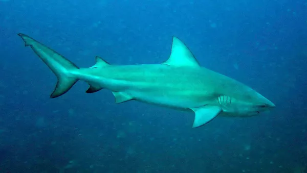 Un  requin-bouledogue - Sputnik Afrique