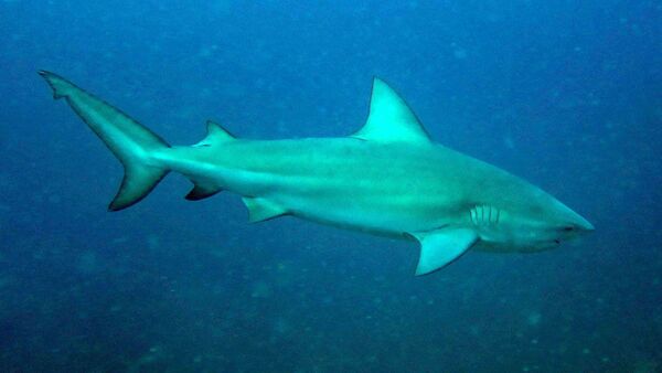 Un  requin-bouledogue - Sputnik Afrique