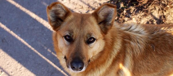 Un chien  - Sputnik Afrique