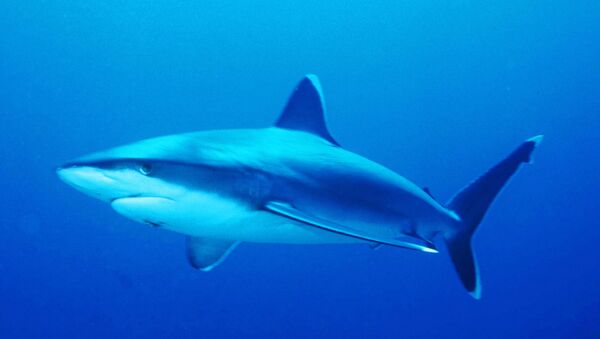 Requin pointe blanche - Sputnik Afrique