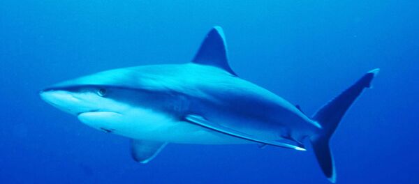 Requin pointe blanche - Sputnik Afrique