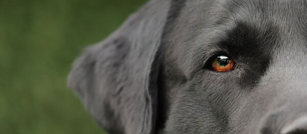 Un chien - Sputnik Afrique