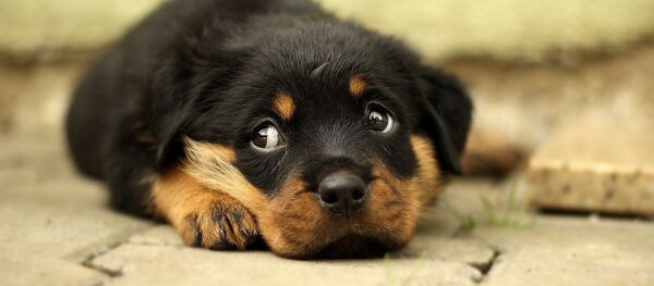 Un chiot triste - Sputnik Afrique