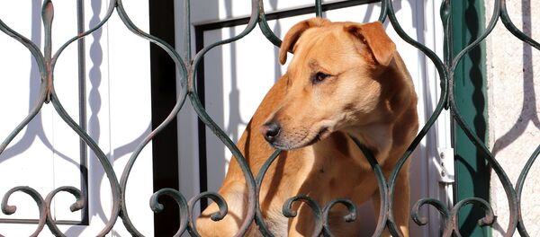 Un chien - Sputnik Afrique