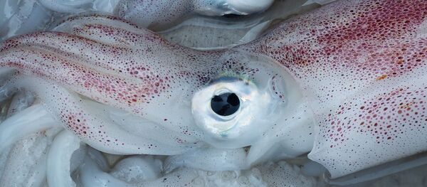 Un calmar - Sputnik Afrique