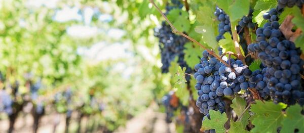 Vigne - Sputnik Afrique