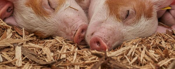 Cochons - Sputnik Afrique