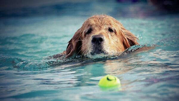 Un chien dans l'eau - Sputnik Afrique