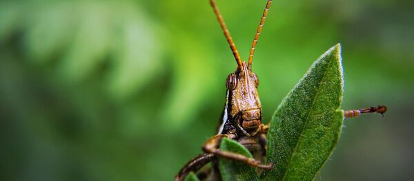 Criquet - Sputnik Afrique