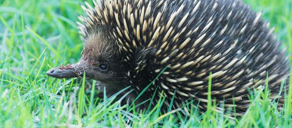 Un échidné Un échidné - Sputnik Afrique