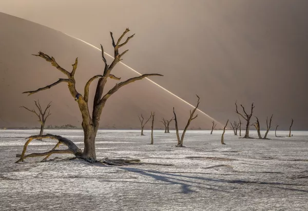 Les meilleurs clichés du concours International Landscape Photographer of the Year 2019
 - Sputnik Afrique