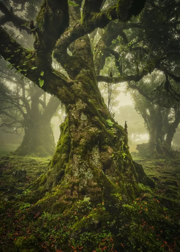 Les meilleurs clichés du concours International Landscape Photographer of the Year 2019
 - Sputnik Afrique