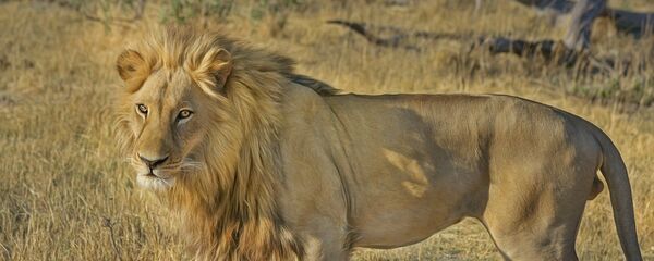 Un lion Un lion - Sputnik Afrique