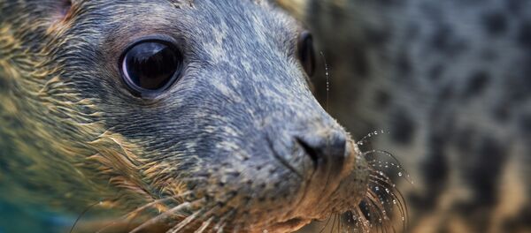 Un phoque gris Un phoque gris - Sputnik Afrique