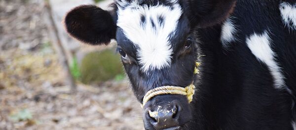 Un veau - Sputnik Afrique